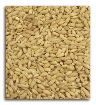 BULK GRAINS: Organic Hulled Barley, 25 lb